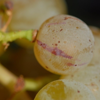 Farbmutation roter zu weissem Riesling ANT 1459